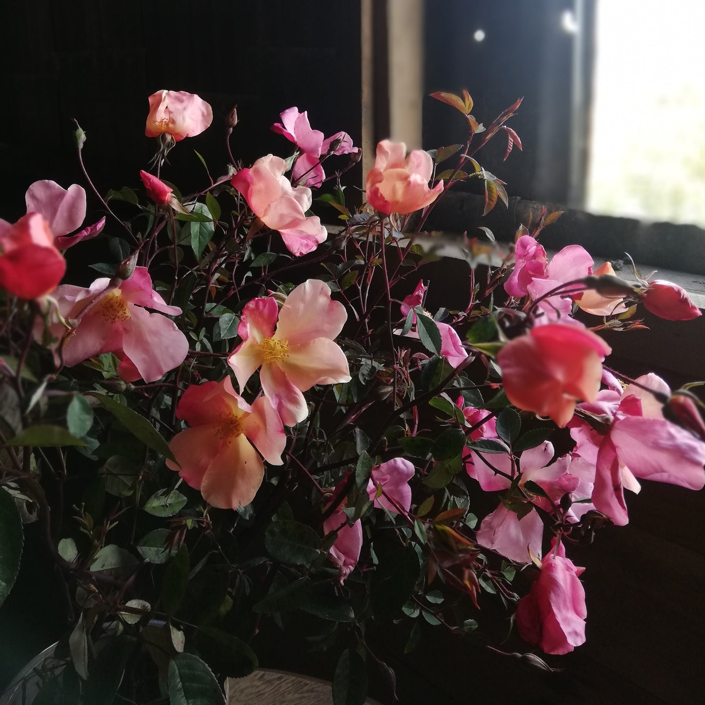 Mutabilis