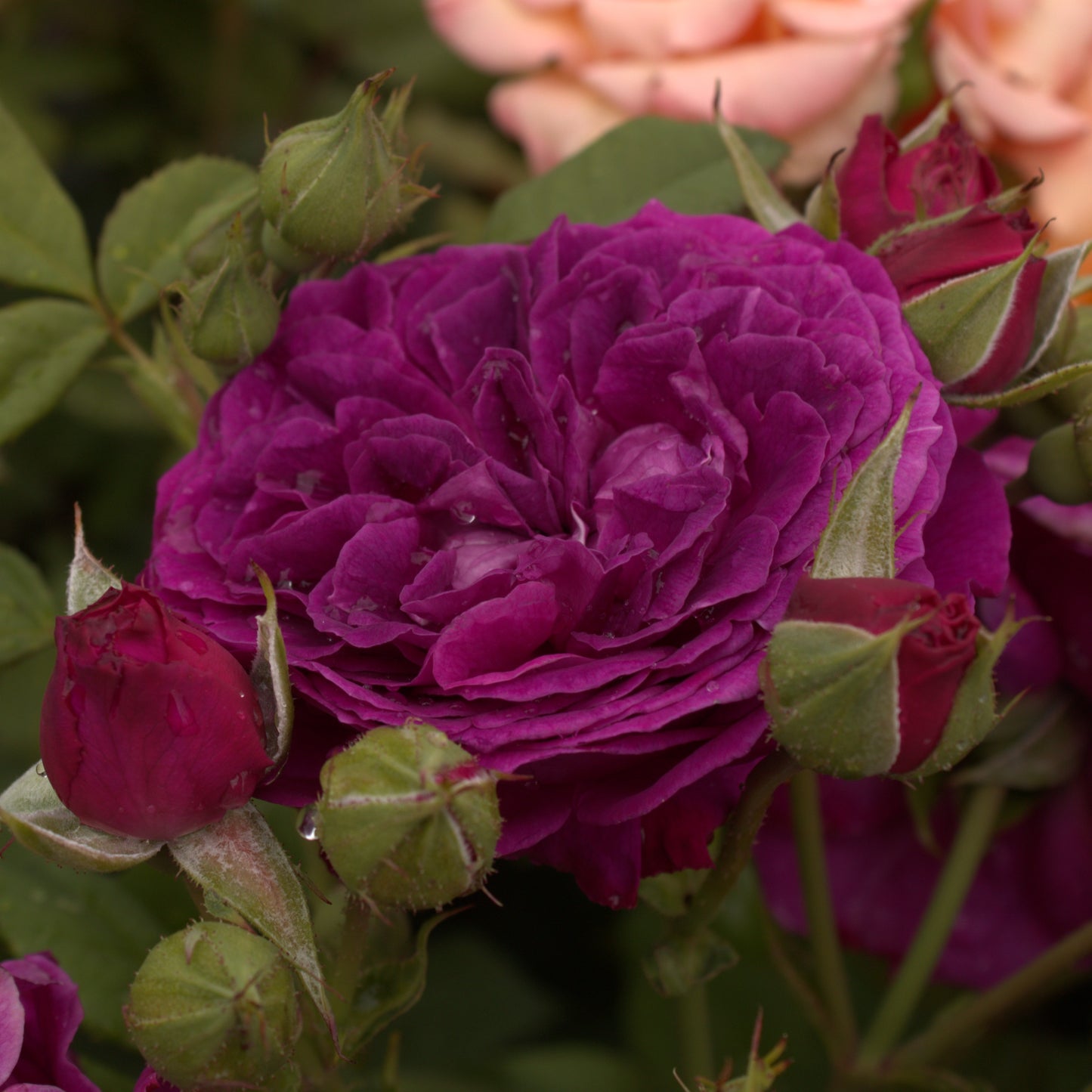 Purplelicious