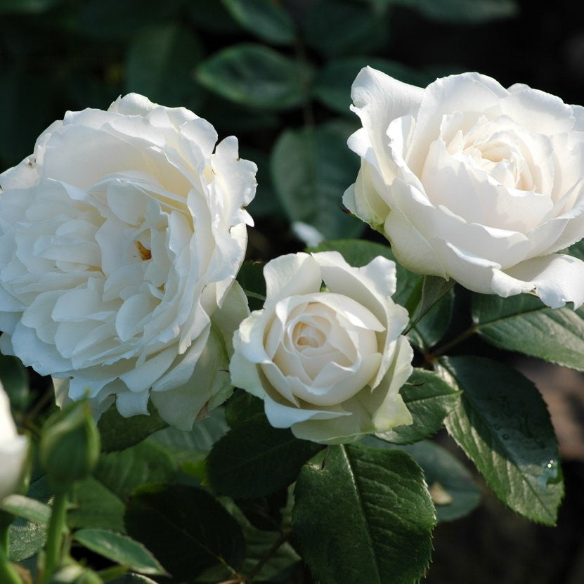 Princess of Wales