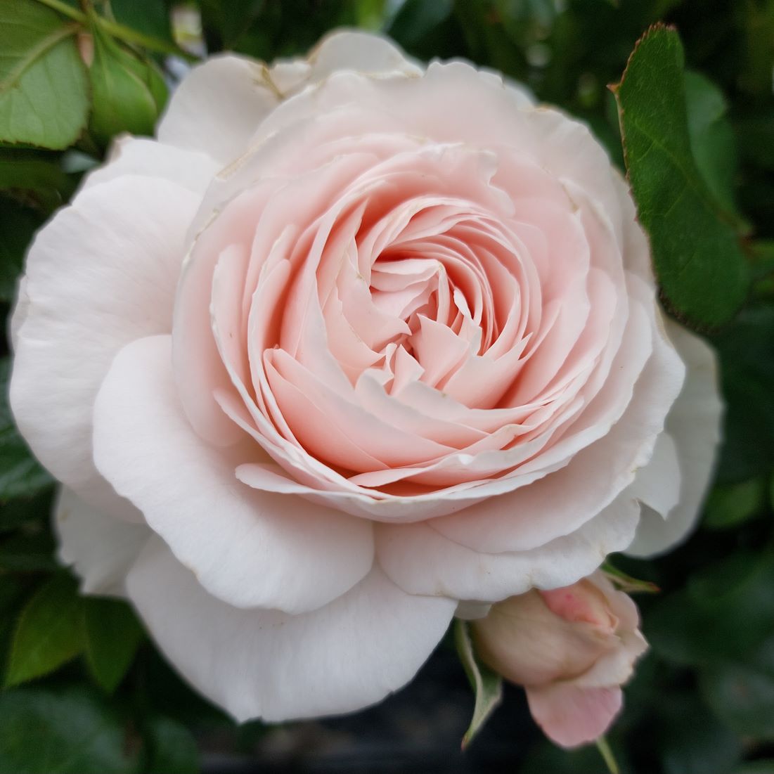 Sweet Romanza