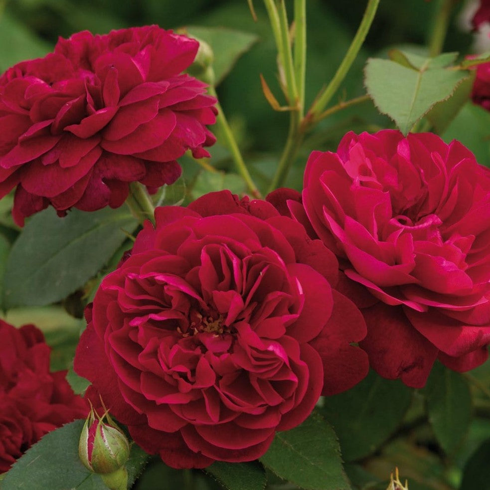 Darcey Bussell