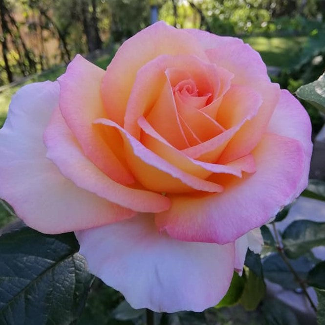 Hamilton Gardens