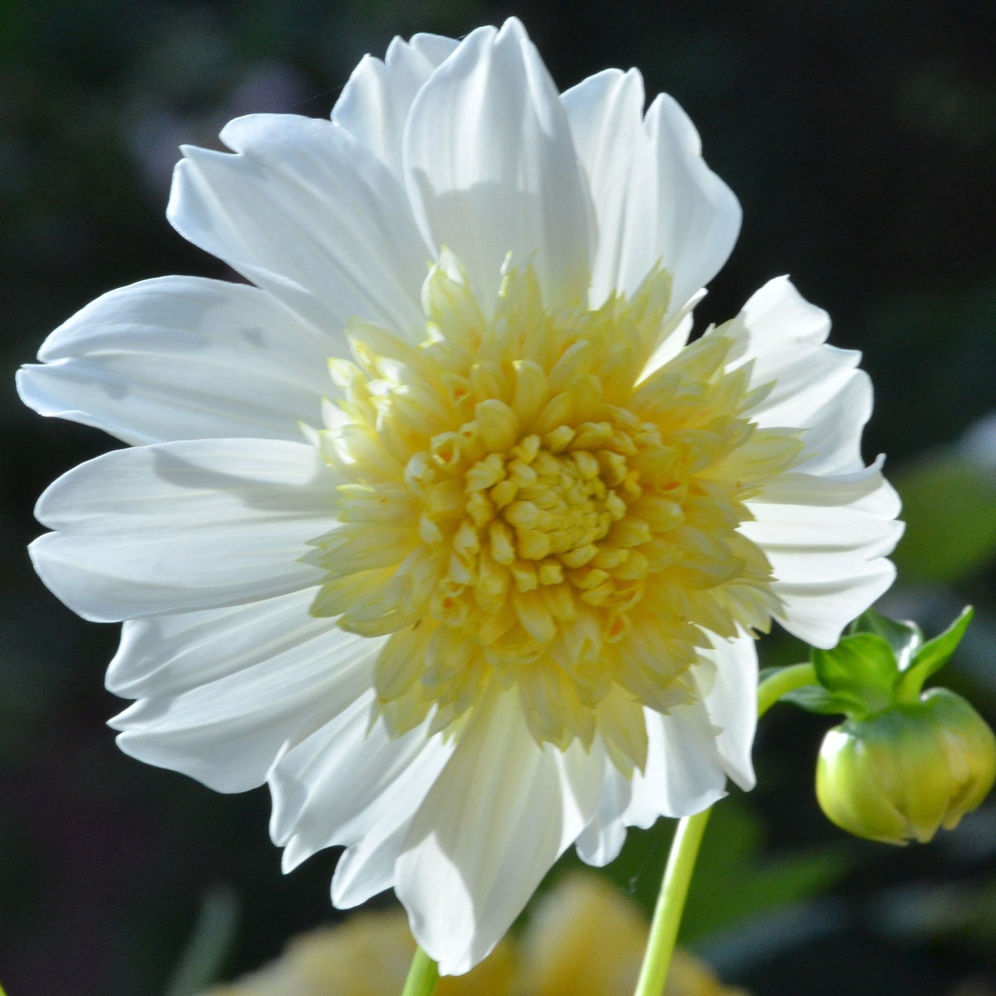 Platinum Blonde