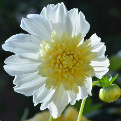 Platinum Blonde