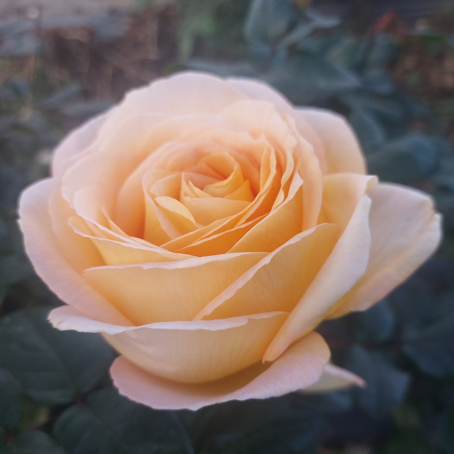 Scented Memory