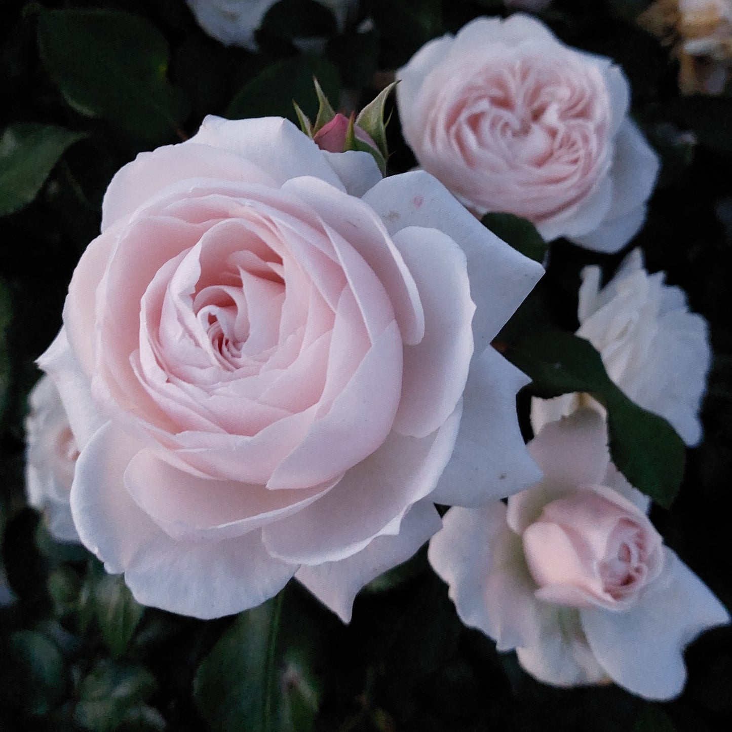 Sweet Romanza