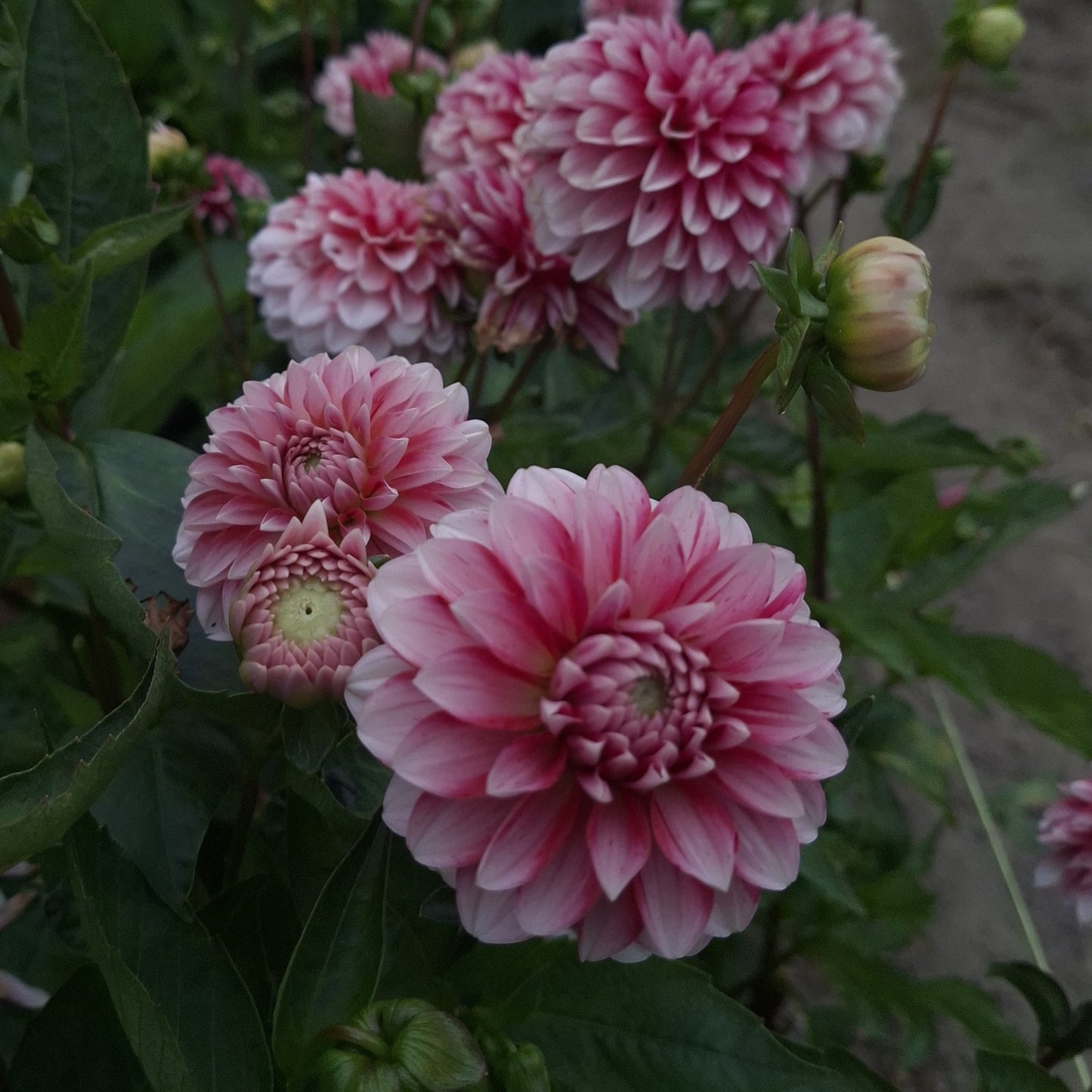Strawberry Cream
