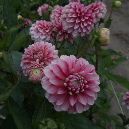 Strawberry Cream