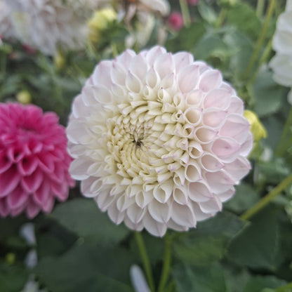 Pink Pearl