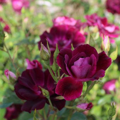 Burgundy Iceberg