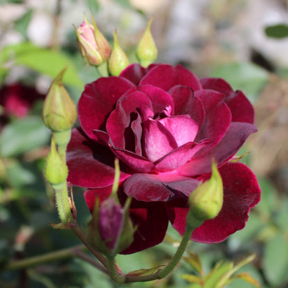 Burgundy Iceberg