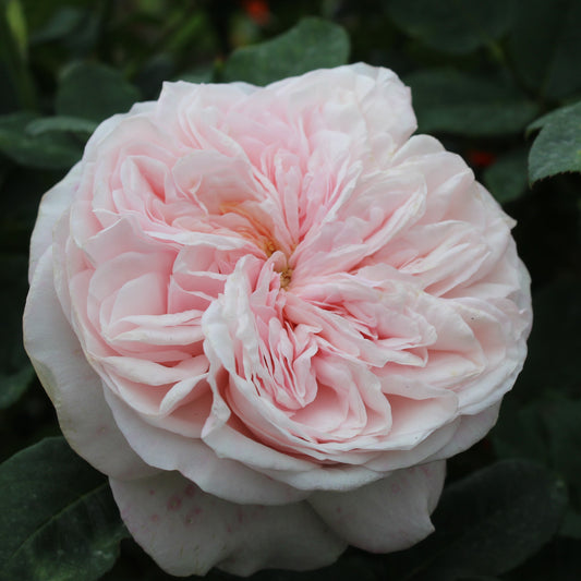 Claire Rose