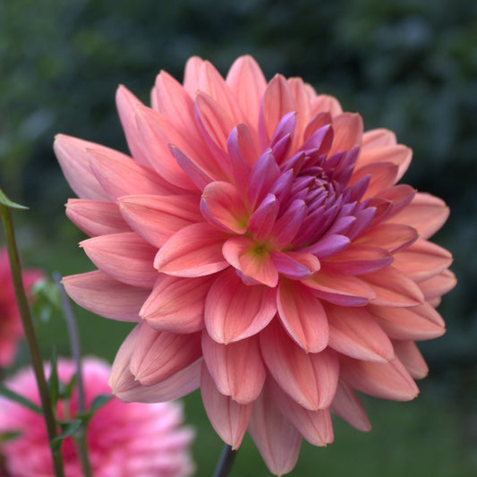 Dutch Pearl