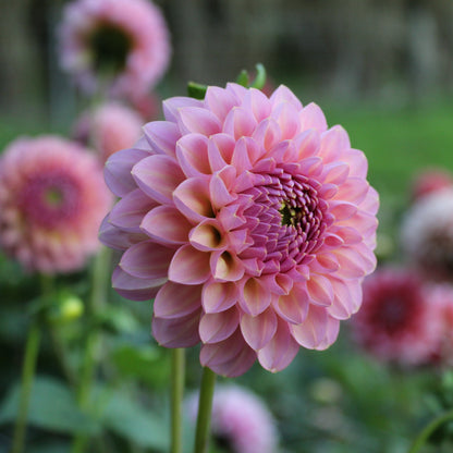 Hamari Rose