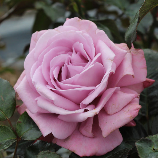 Perfumed Kiss