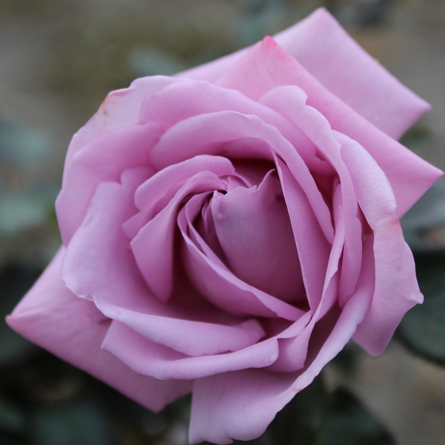 Perfumed Kiss