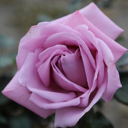 Perfumed Kiss