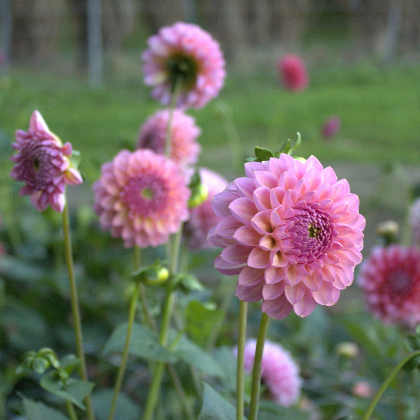 Hamari Rose