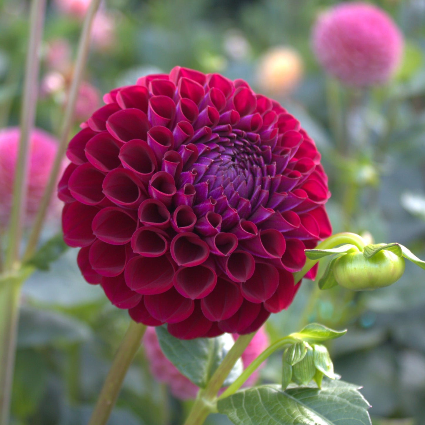 Ivanetti