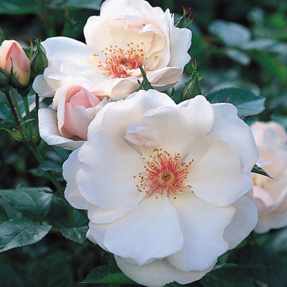 Jacqueline du Pre