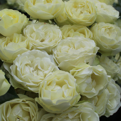 Lemon 'n' Lime