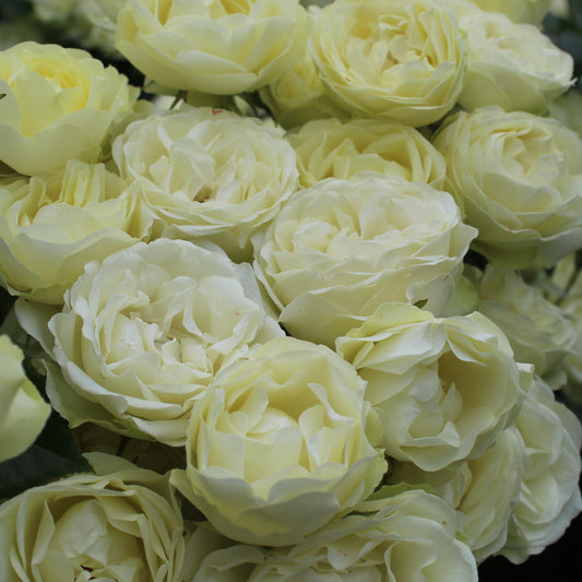 Lemon 'n' Lime