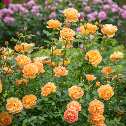Lady of Shalott
