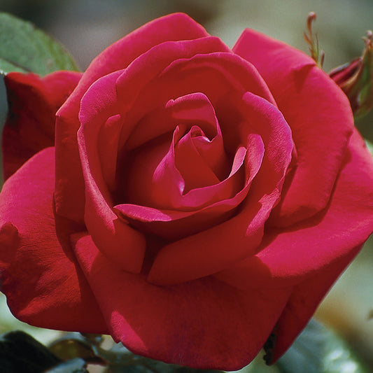Lasting Love