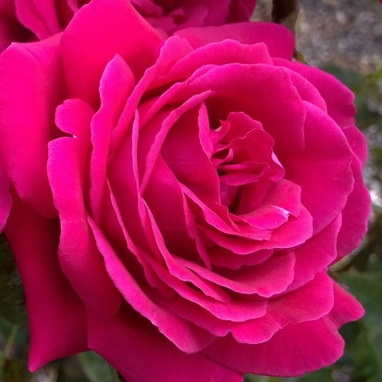 Magnifi-scent