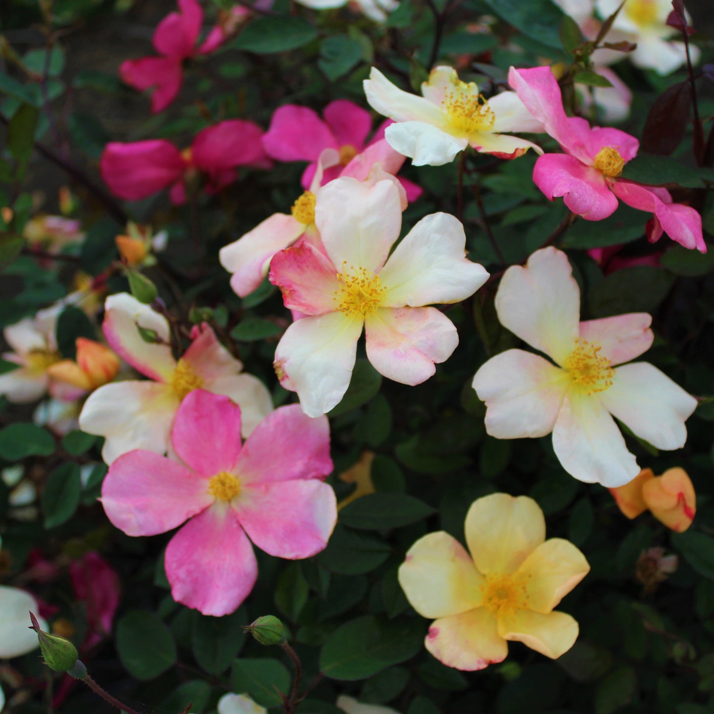Mutabilis