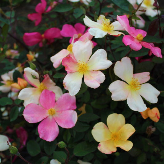 Mutabilis