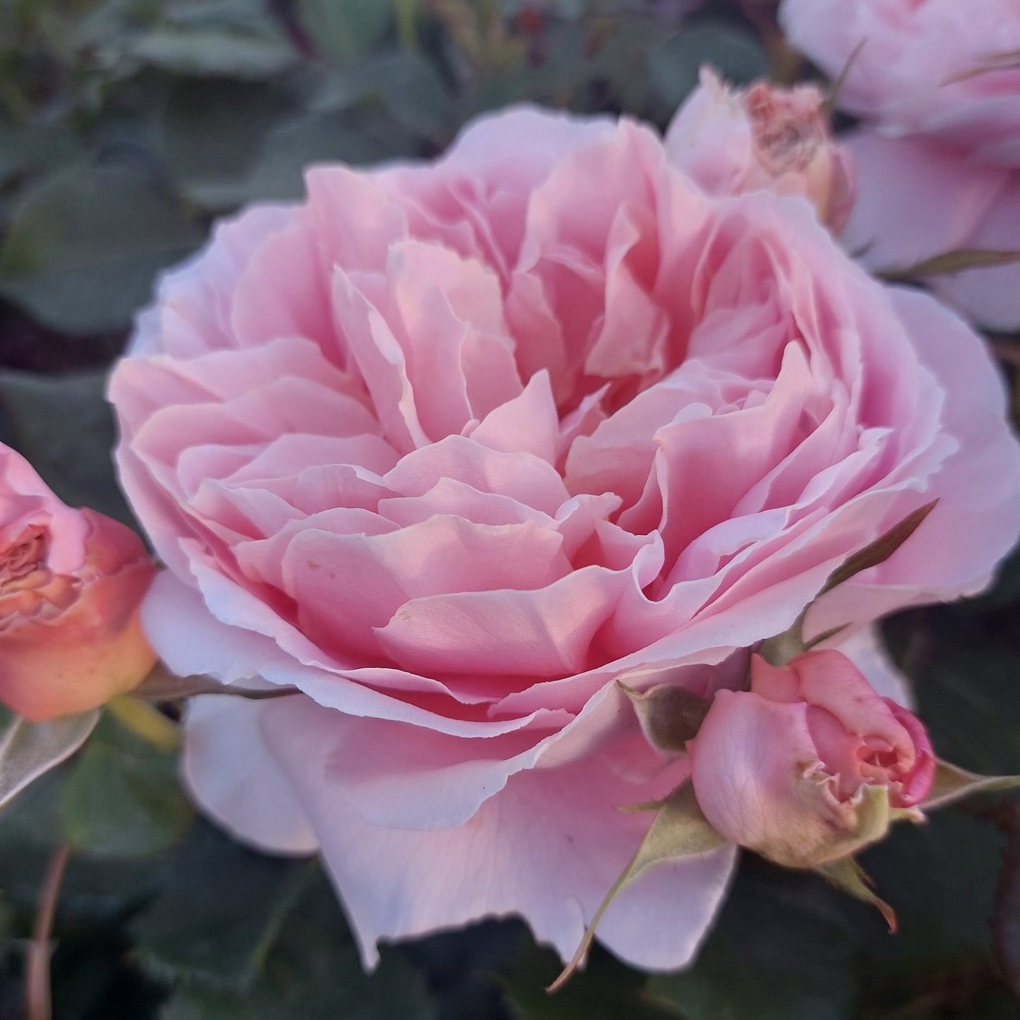 NZ Gardener