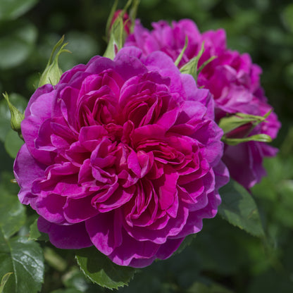 Princess Anne