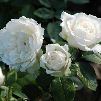 Princess of Wales
