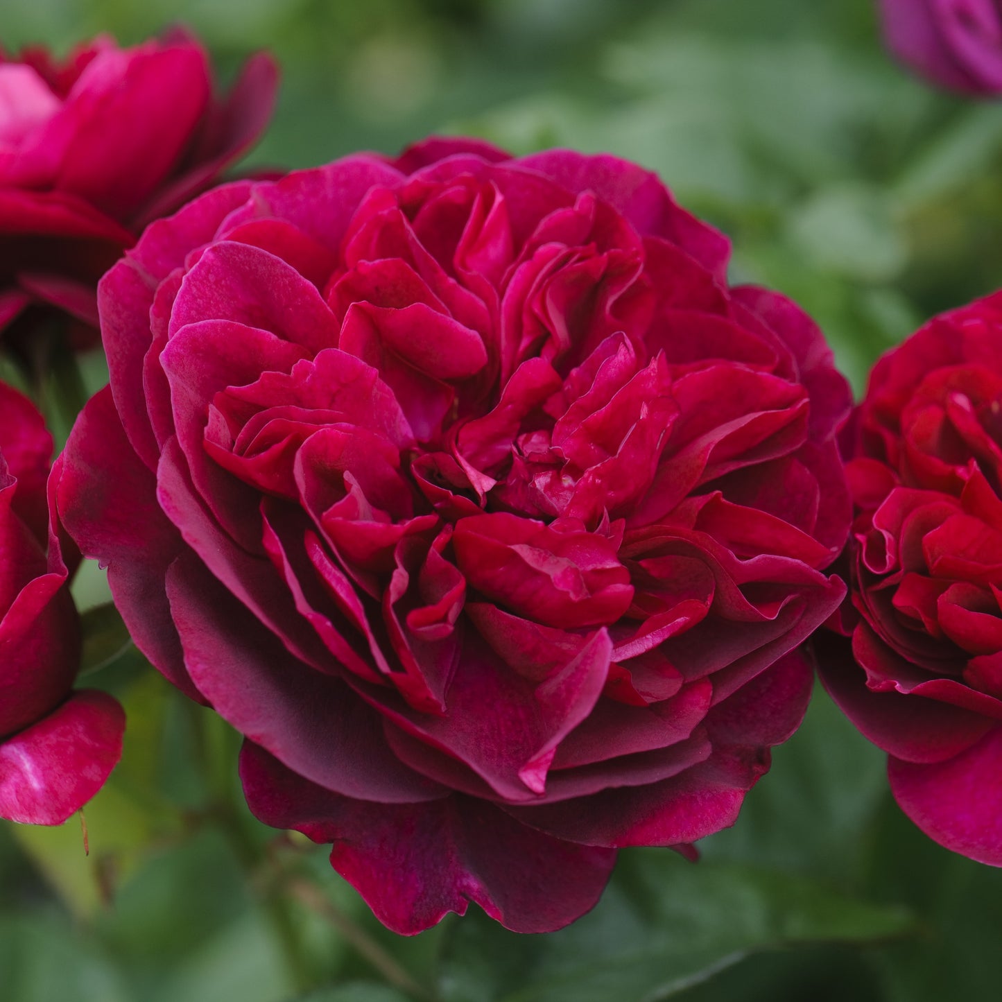 Darcey Bussell