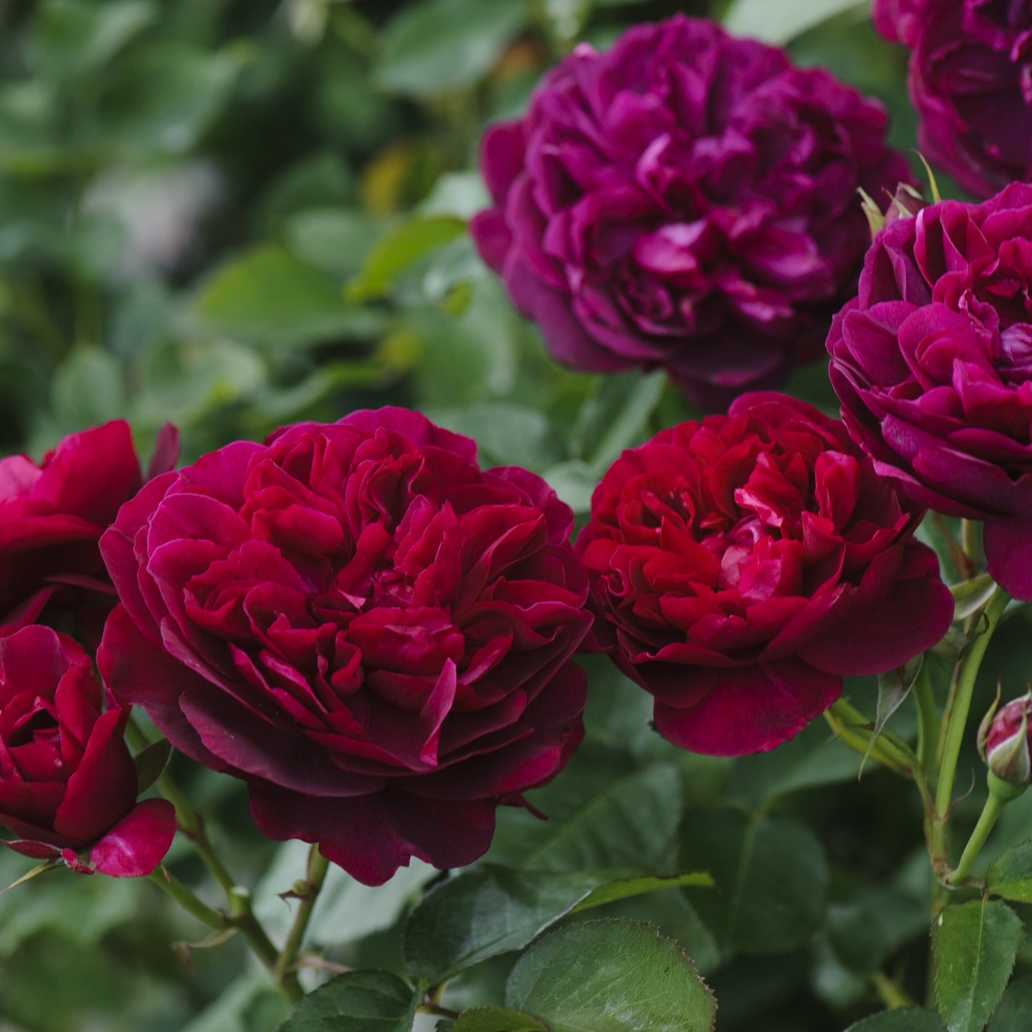 Darcey Bussell