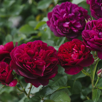 Darcey Bussell