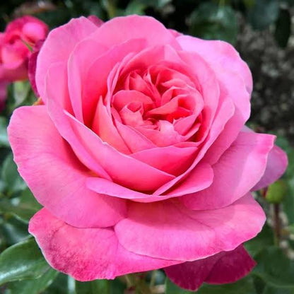 Rose Field