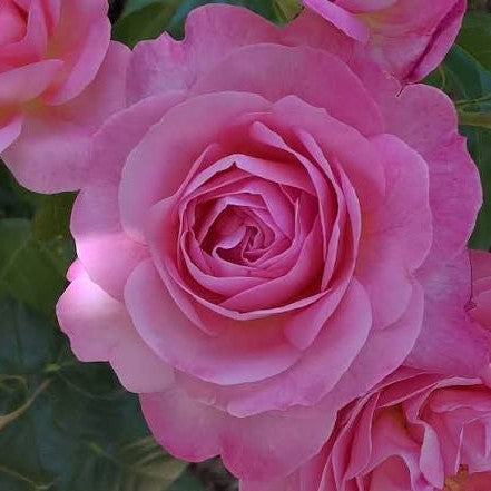 Rose Field
