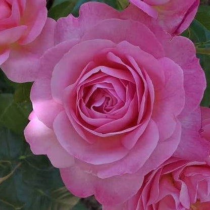 Rose Field