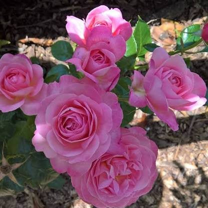Rose Field