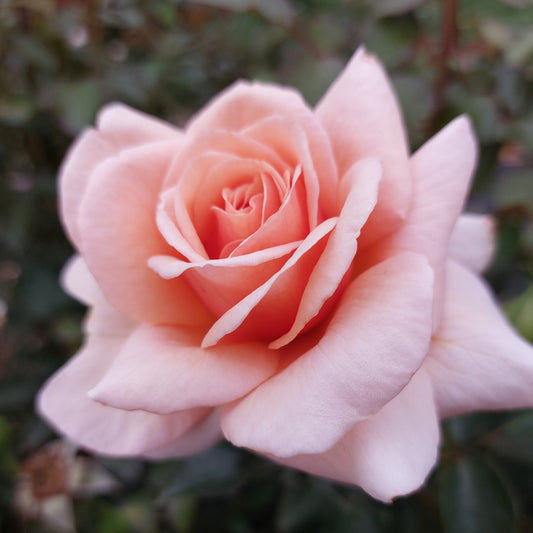Scent to Remember