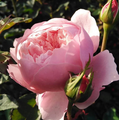 The Alnwick Rose