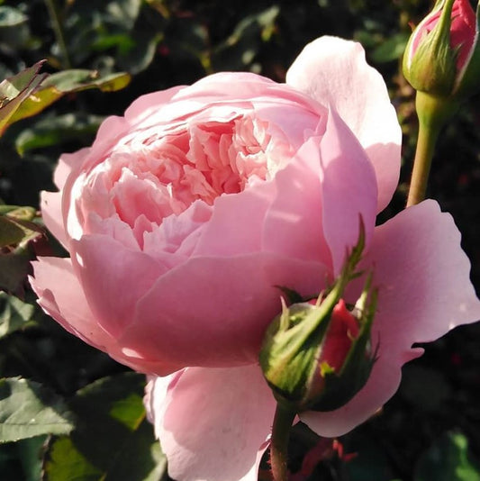 The Alnwick Rose