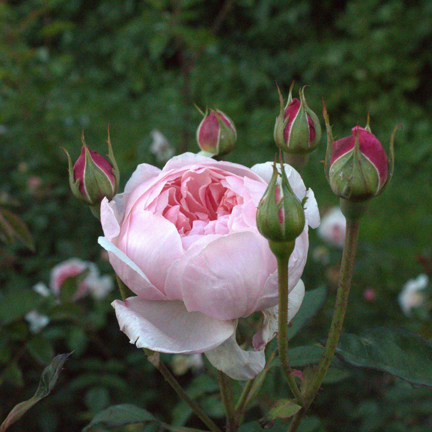 The Alnwick Rose