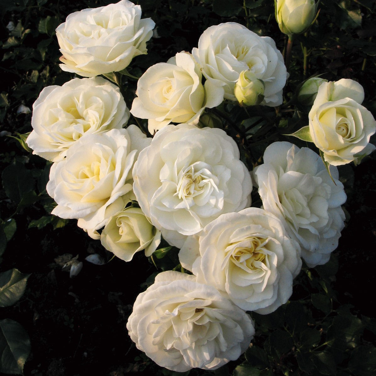 The Wedding Rose