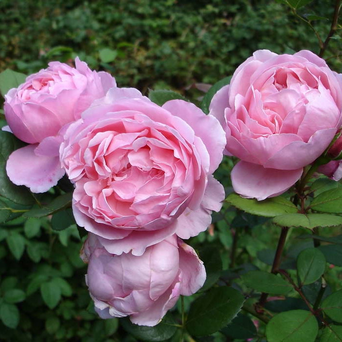 Brother Cadfael