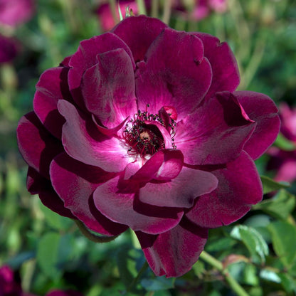 Burgundy Iceberg