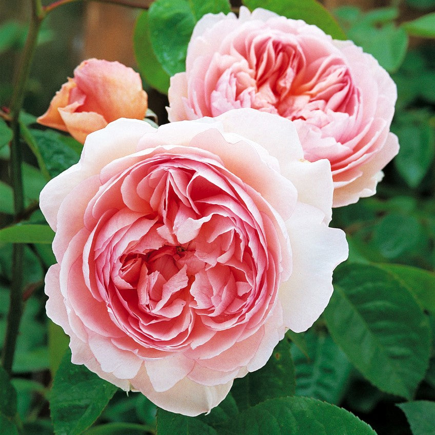 Claire Rose