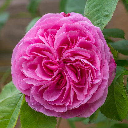 Gertrude Jekyll
